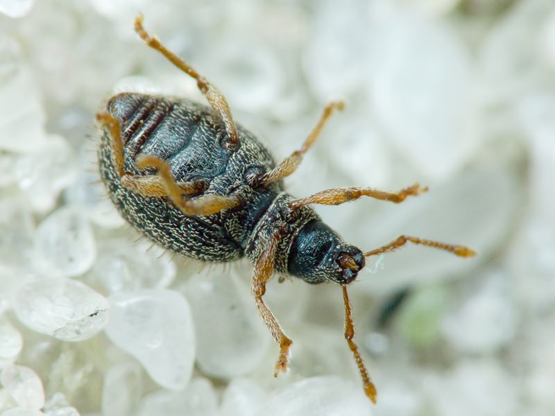 Brachysomus (Brachysomus) echinatus (Bonsdorff, 1785)